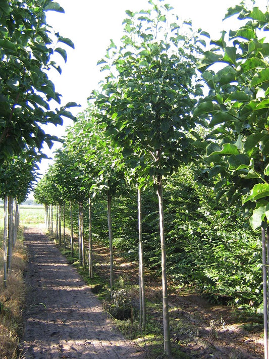 Magnolia 'Spectrum' op stam op stam