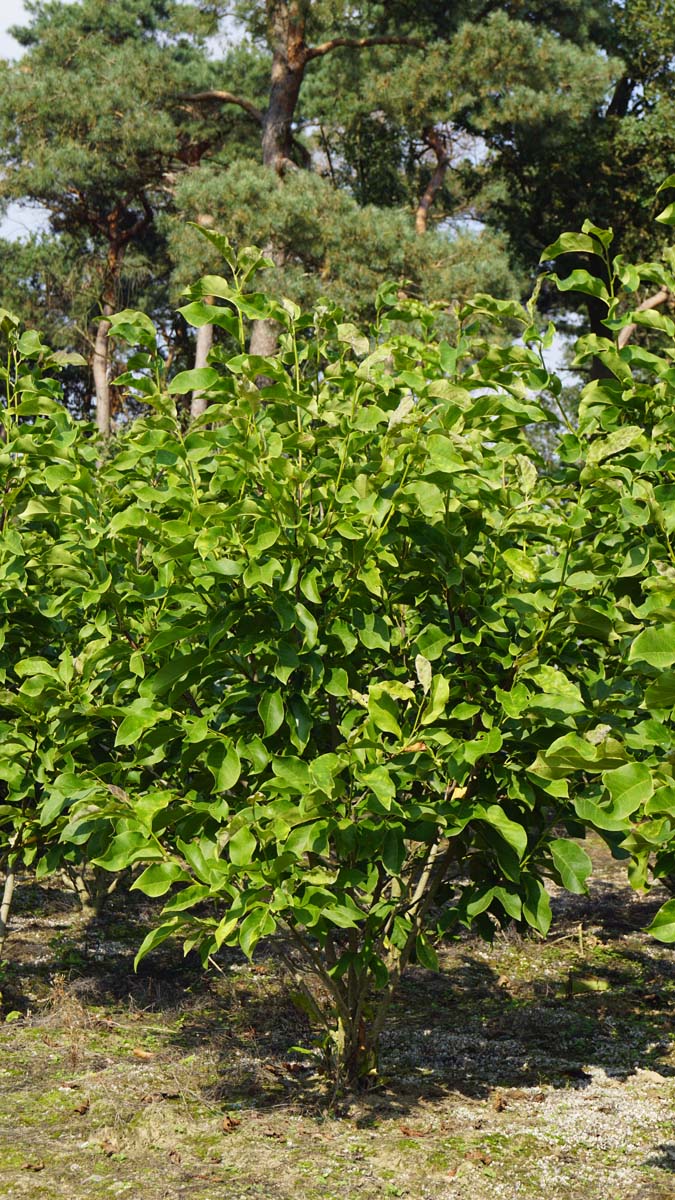 Magnolia 'Spectrum' meerstammig / struik meerstammig