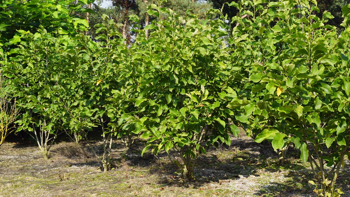 Magnolia 'Spectrum' meerstammig / struik meerstammig