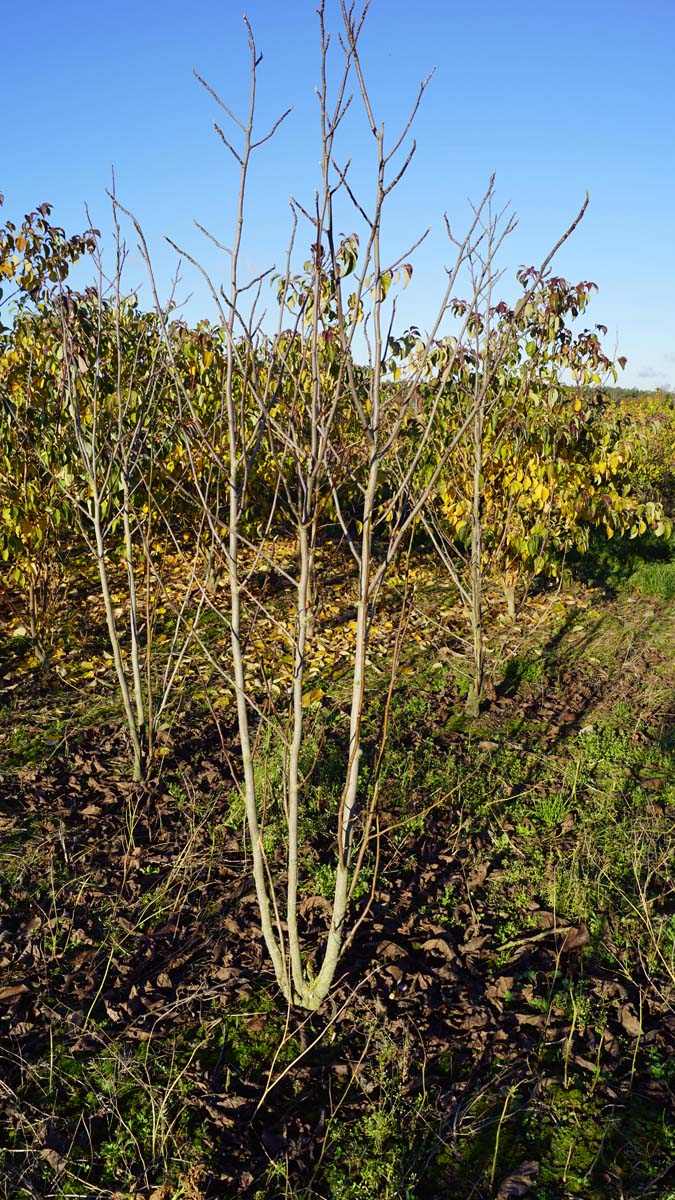 Magnolia 'Spectrum' meerstammig / struik meerstammig