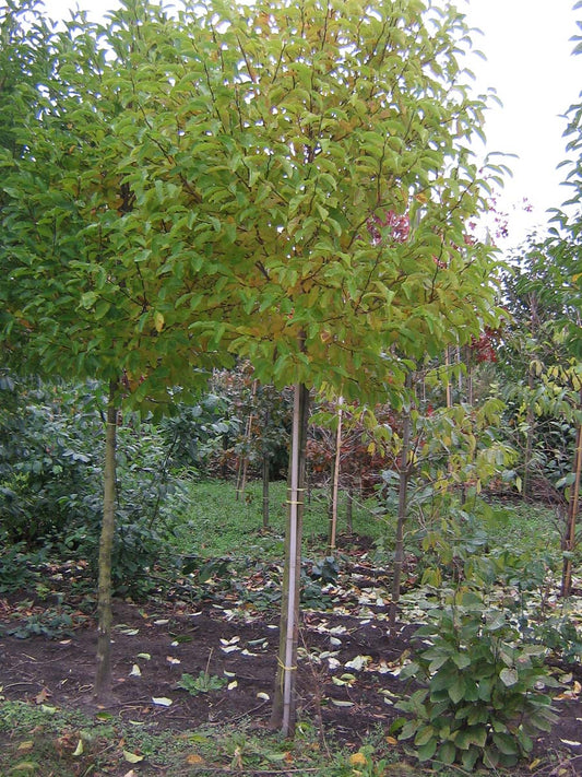 Magnolia stellata op stam op stam