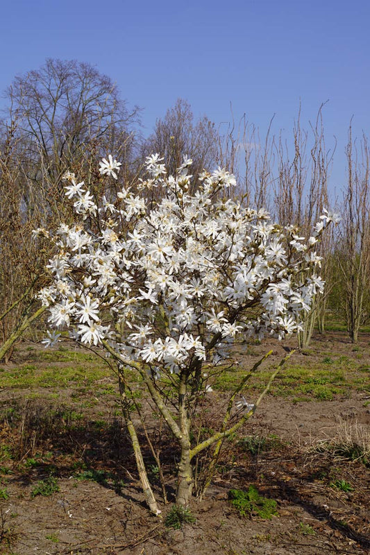 Magnolia stellata meerstammig / struik meerstammig