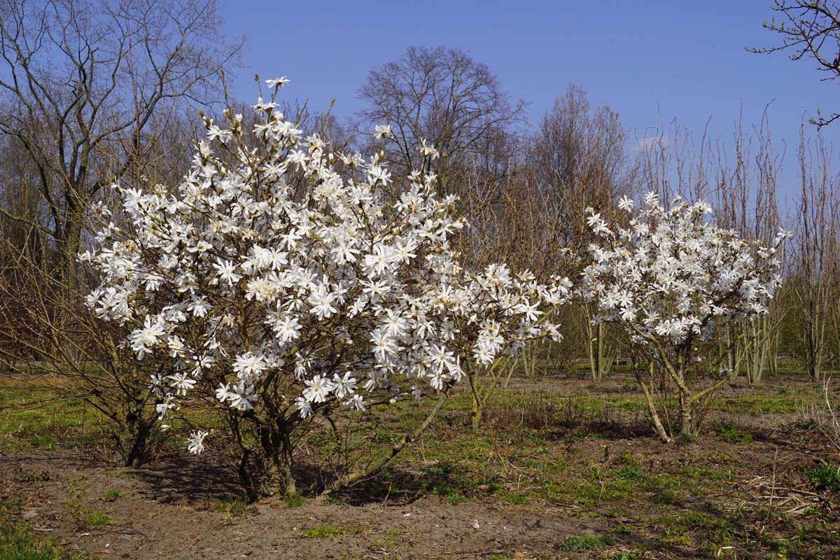 Magnolia stellata meerstammig / struik meerstammig