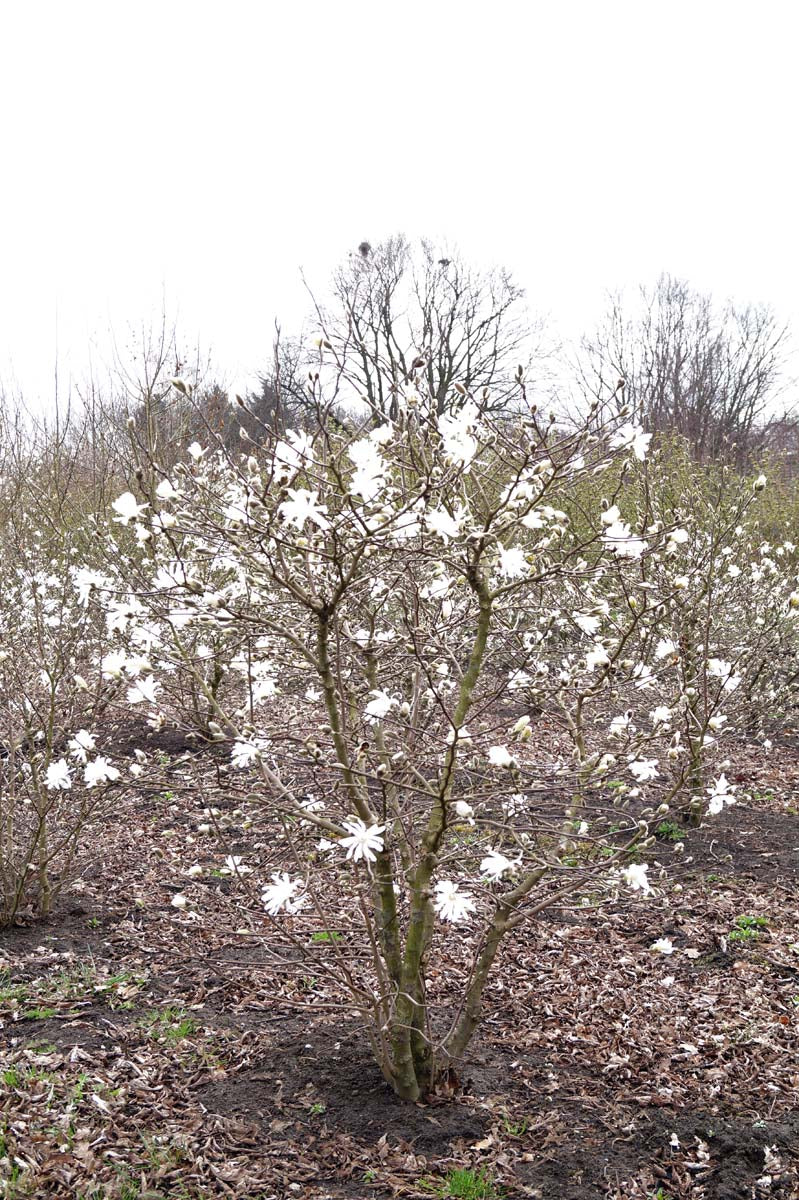 Magnolia stellata meerstammig / struik meerstammig