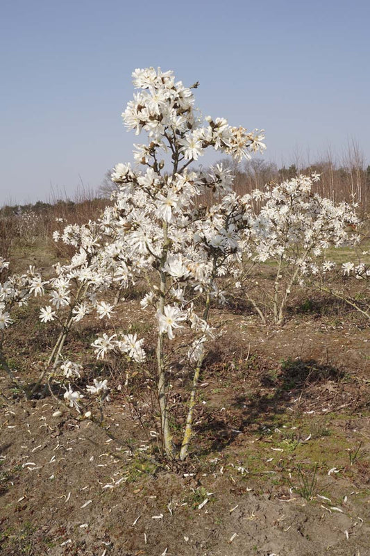 Magnolia stellata 'Royal Star' meerstammig / struik meerstammig
