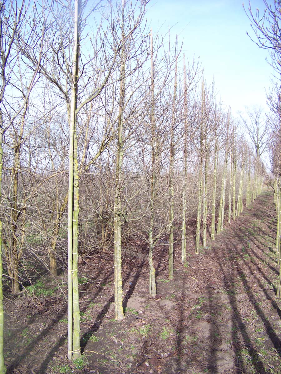 Magnolia 'Susan' op stam op stam