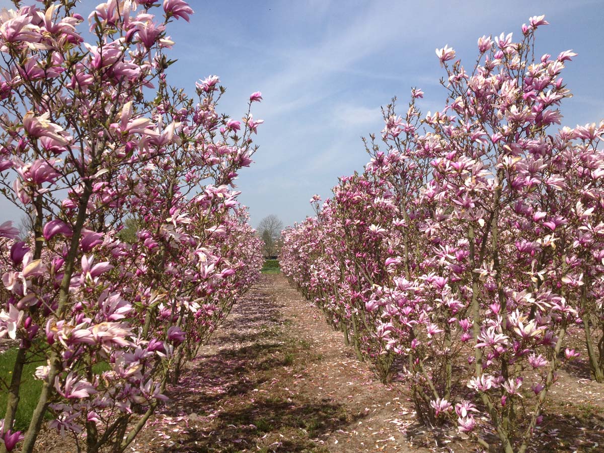Magnolia 'Susan' meerstammig / struik meerstammig