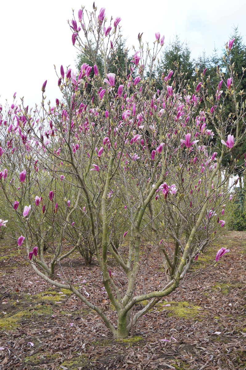 Magnolia 'Susan' meerstammig / struik meerstammig