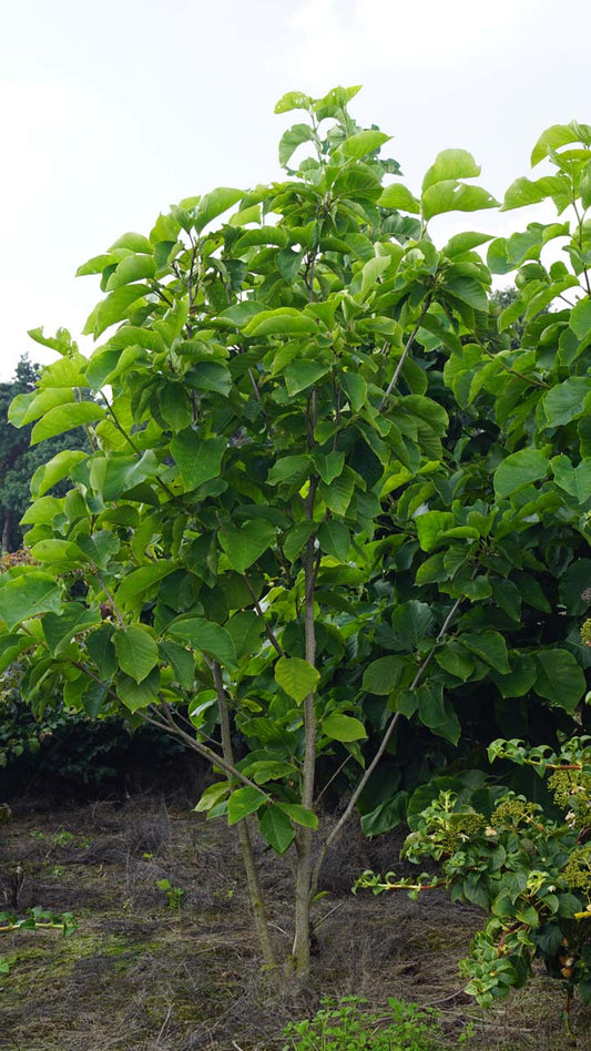 Magnolia 'Yellow Fever' meerstammig / struik meerstammig