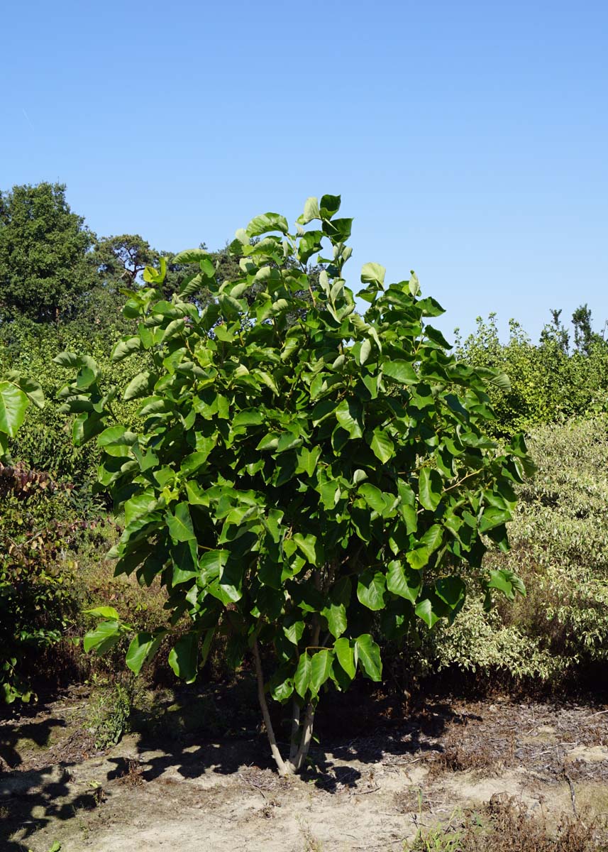 Magnolia 'Yellow Fever' meerstammig / struik meerstammig