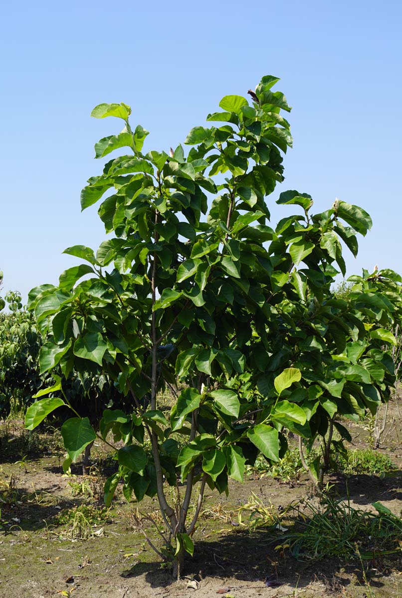 Magnolia 'Yellow Fever' meerstammig / struik meerstammig
