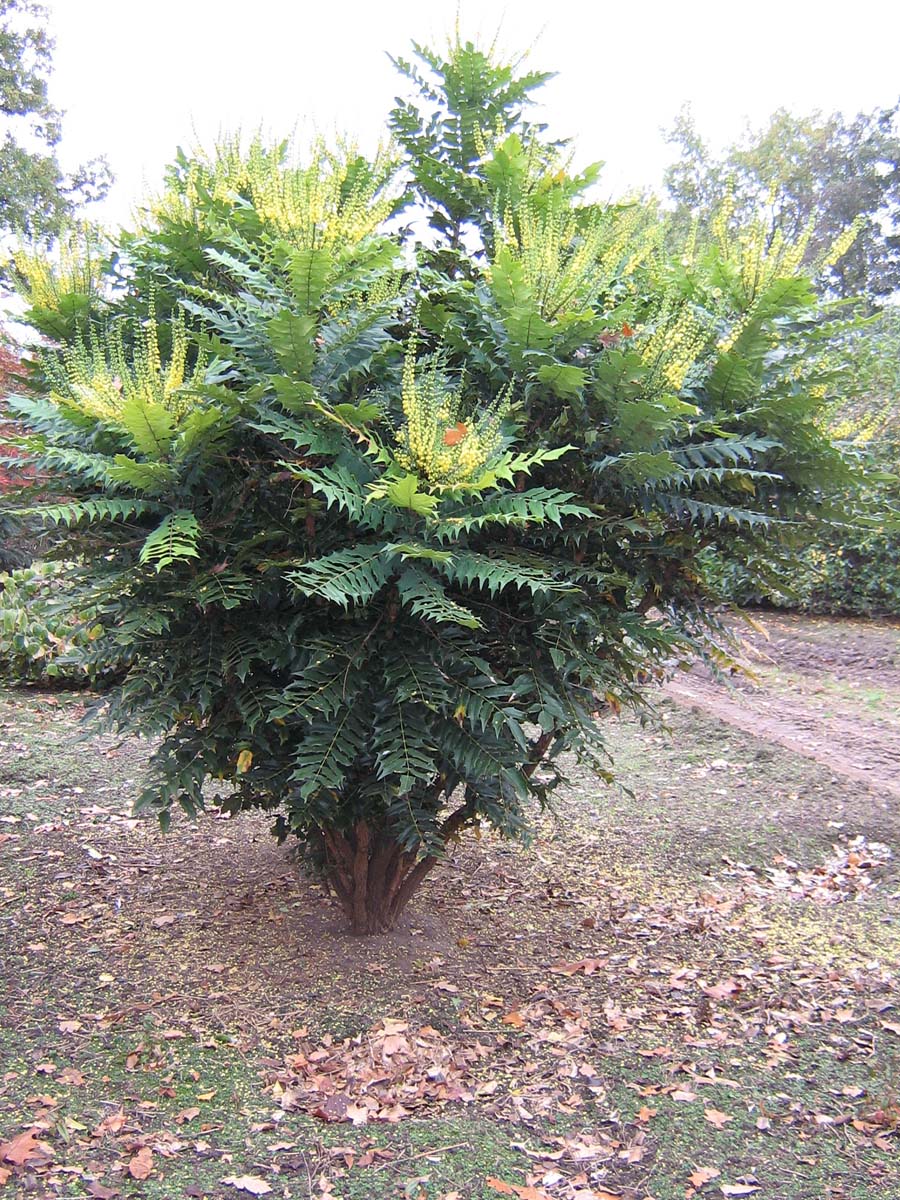 Mahonia media 'Charity' meerstammig / struik struik