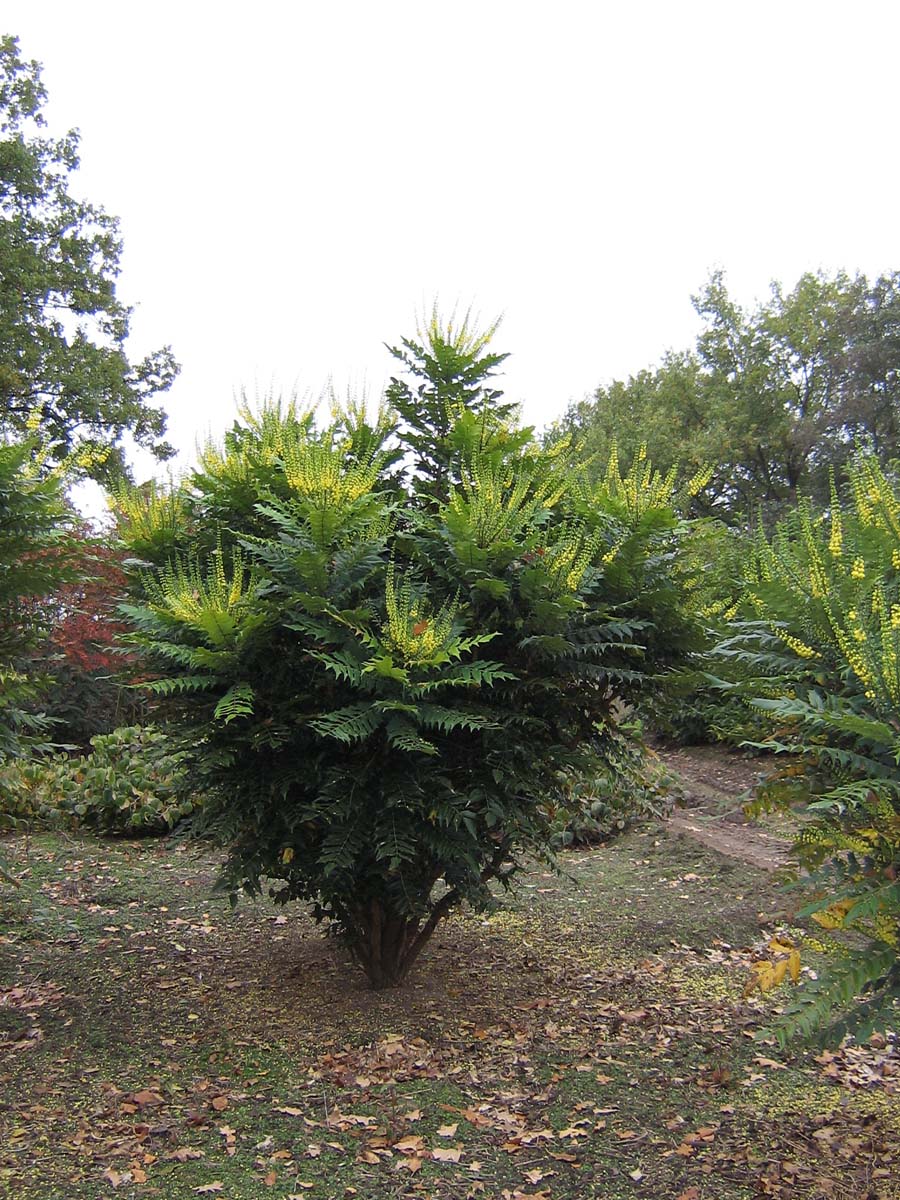 Mahonia media 'Charity' meerstammig / struik struik
