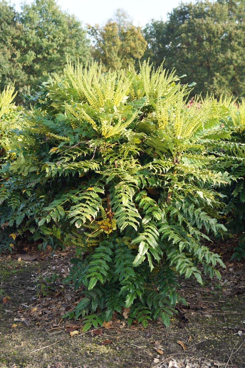 Mahonia media 'Charity' meerstammig / struik struik