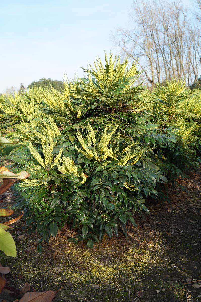 Mahonia media 'Charity' meerstammig / struik struik