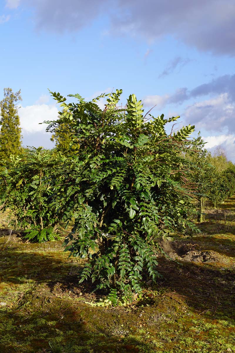 Mahonia media 'Charity' meerstammig / struik struik