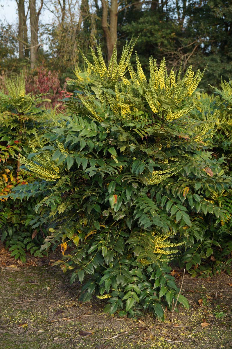 Mahonia media 'Winter Sun' meerstammig / struik struik