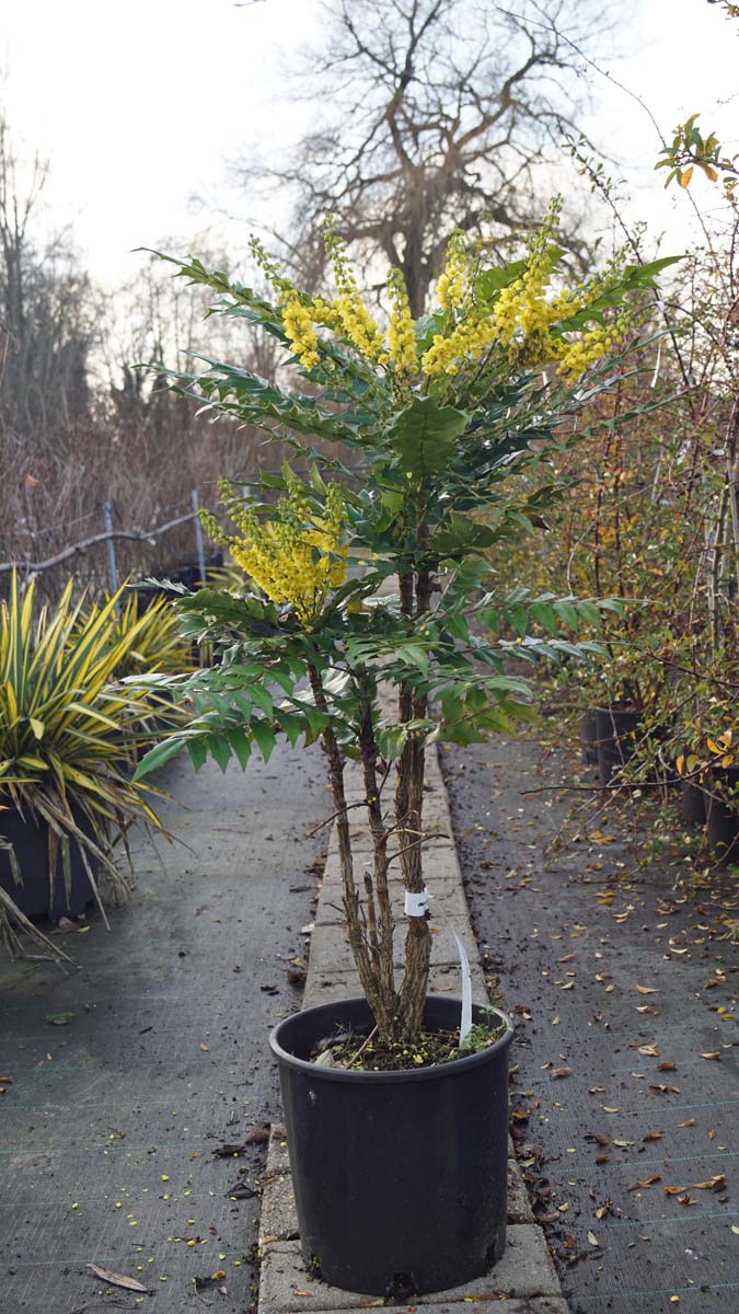 Mahonia media 'Winter Sun' meerstammig / struik struik