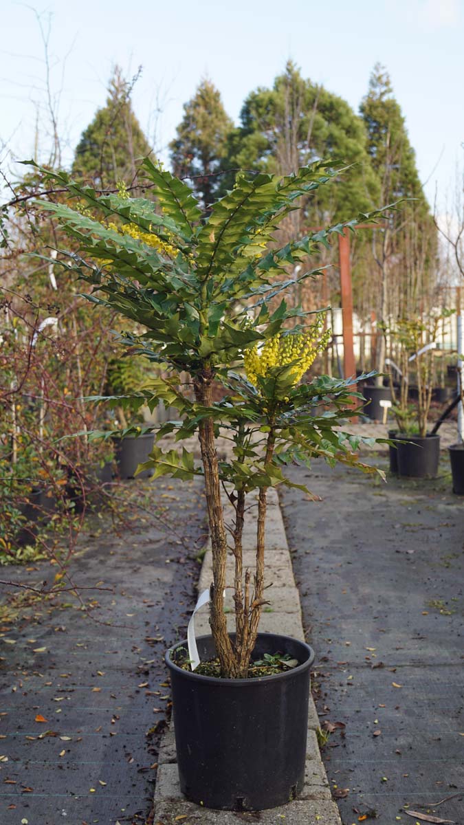 Mahonia media 'Winter Sun' meerstammig / struik struik