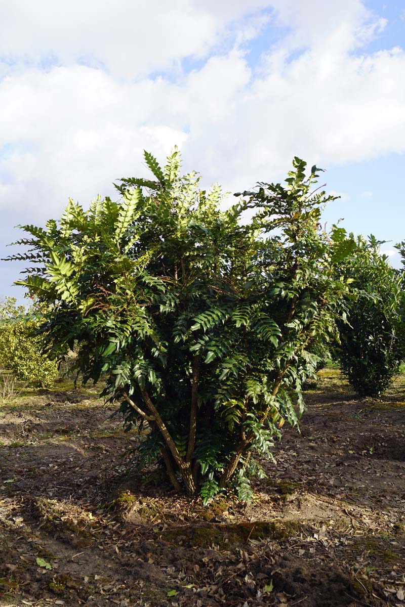 Mahonia media 'Winter Sun' meerstammig / struik struik