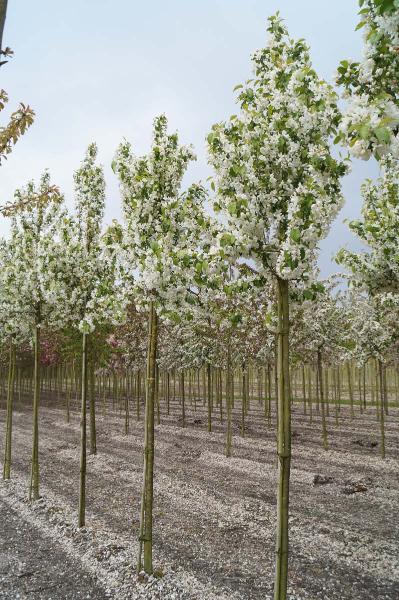Malus baccata 'Street Parade' op stam op stam
