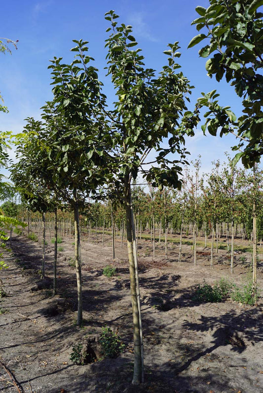 Malus domestica 'Belle-Fleur Larche Mouche' op stam op stam