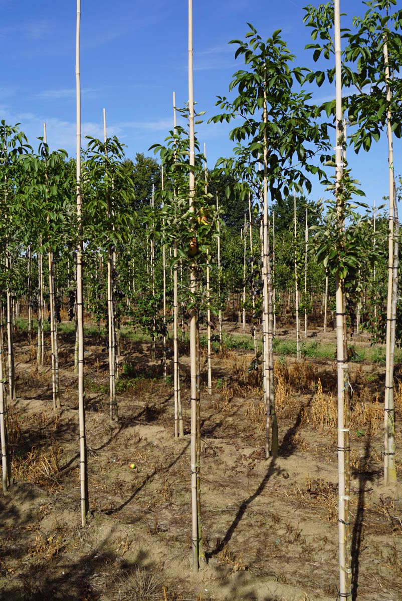 Malus domestica 'Cox's Orange Pippin' op stam op stam