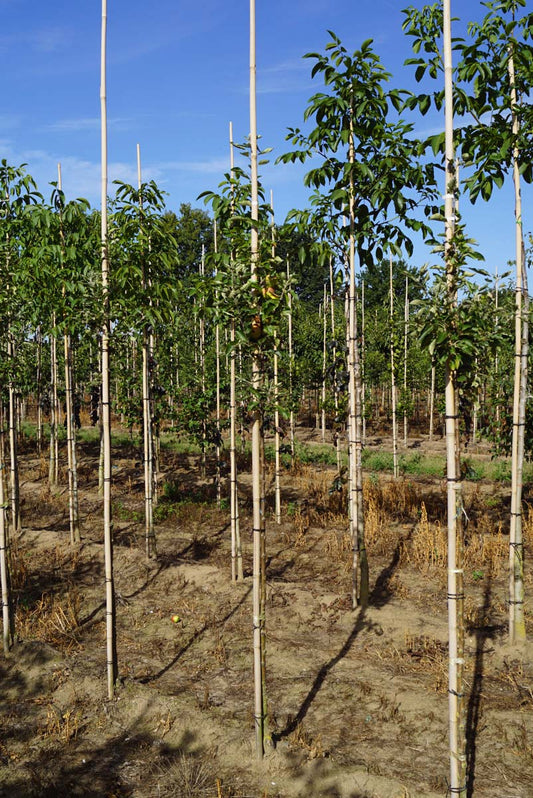 Malus domestica 'Cox's Orange Pippin' op stam op stam