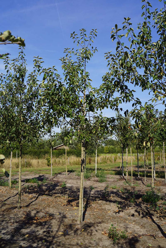Malus domestica 'Greensleeves' op stam