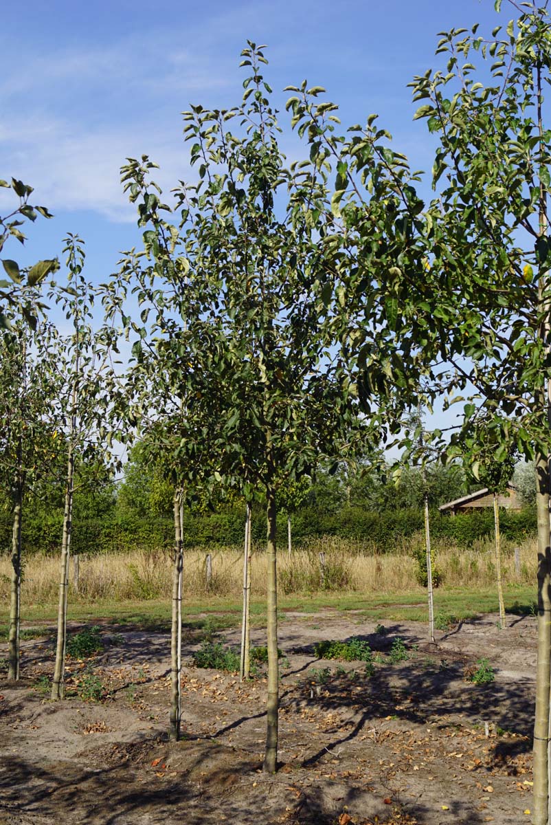 Malus domestica 'Greensleeves' op stam