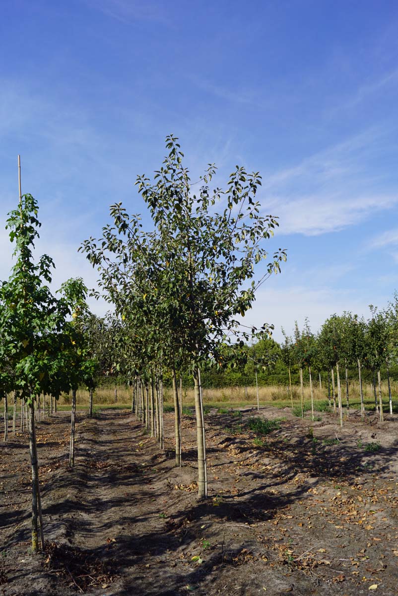 Malus domestica 'Greensleeves' op stam