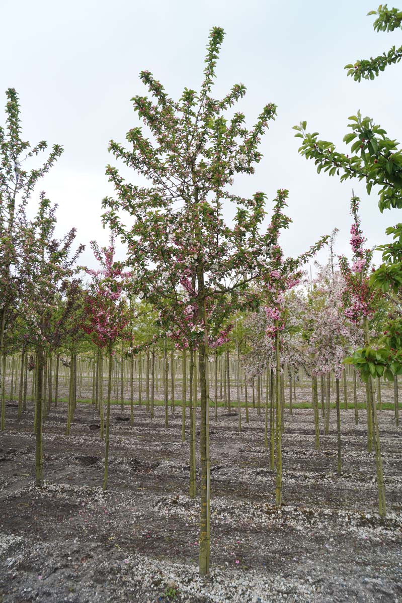 Malus 'Golden Hornet' op stam op stam
