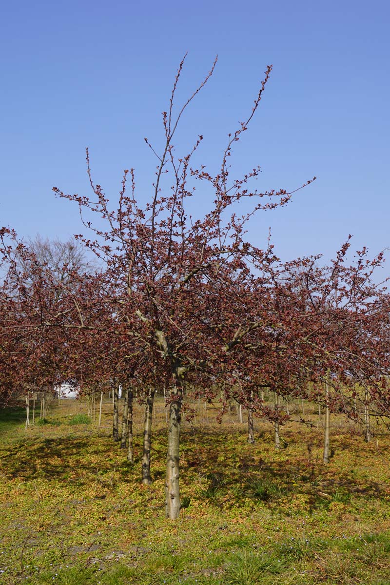 Malus 'Indian Magic' op stam op stam
