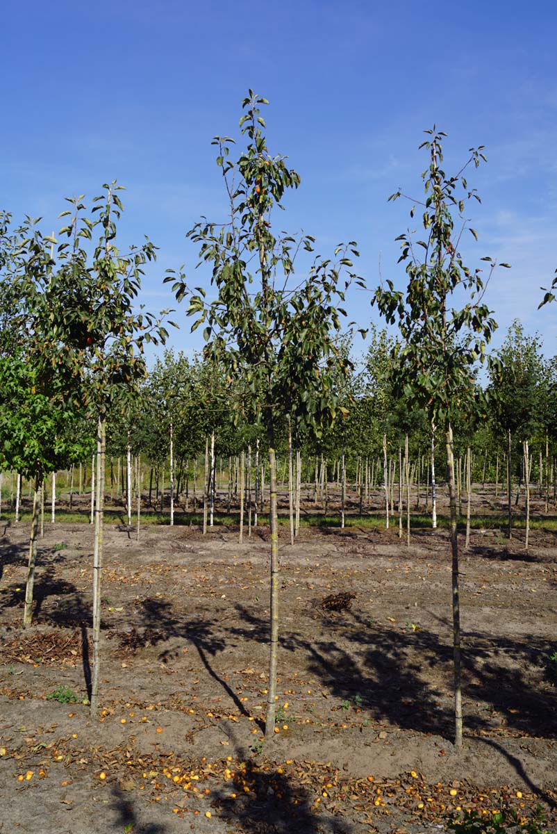 Malus 'John Downie' op stam op stam