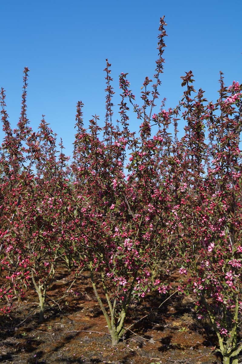 Malus 'Makamik' meerstammig / struik meerstammig