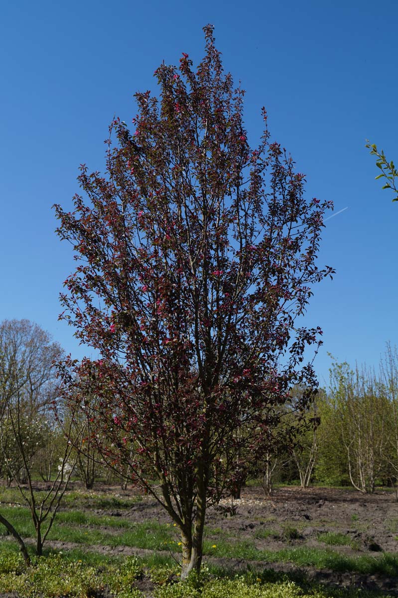 Malus 'Makamik' meerstammig / struik meerstammig