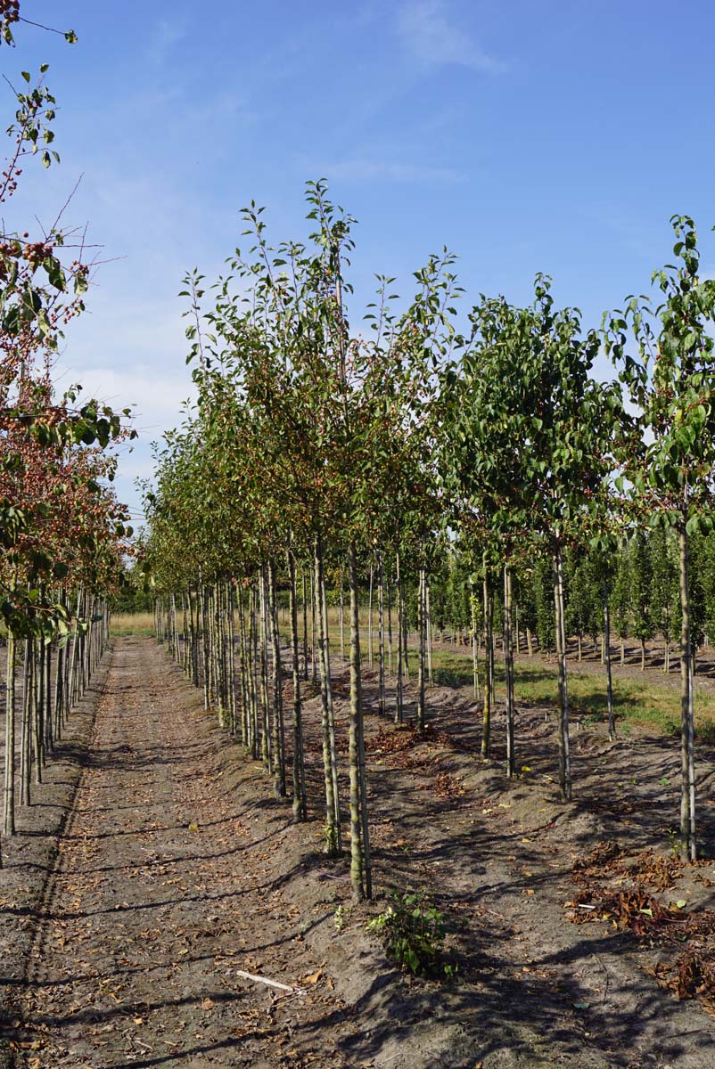 Malus 'Mazam' op stam