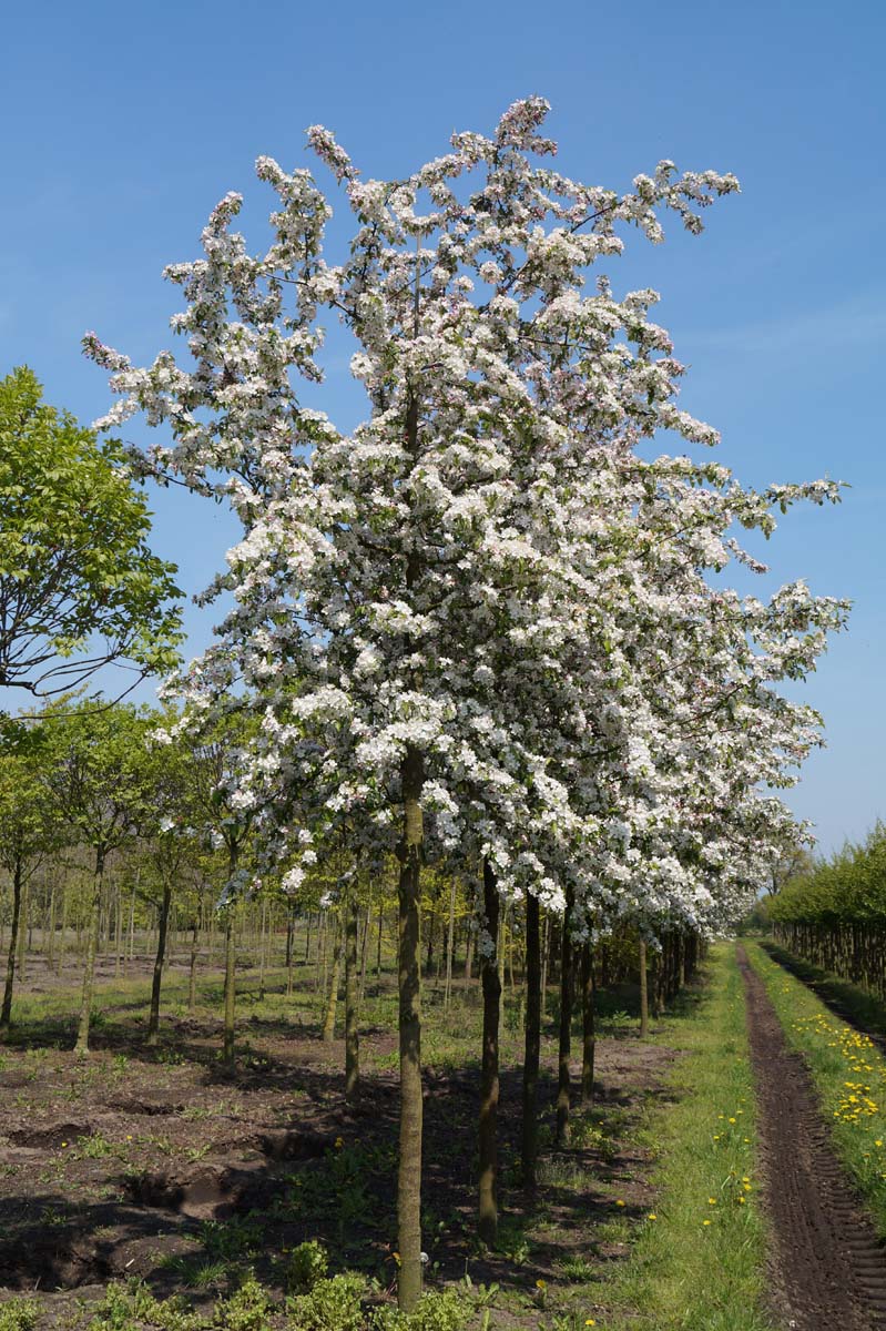 Malus 'Professor Sprenger' op stam op stam