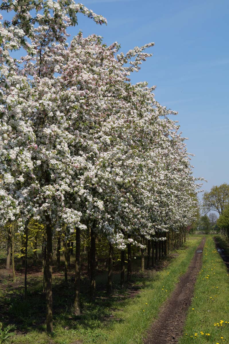 Malus 'Professor Sprenger' op stam op stam