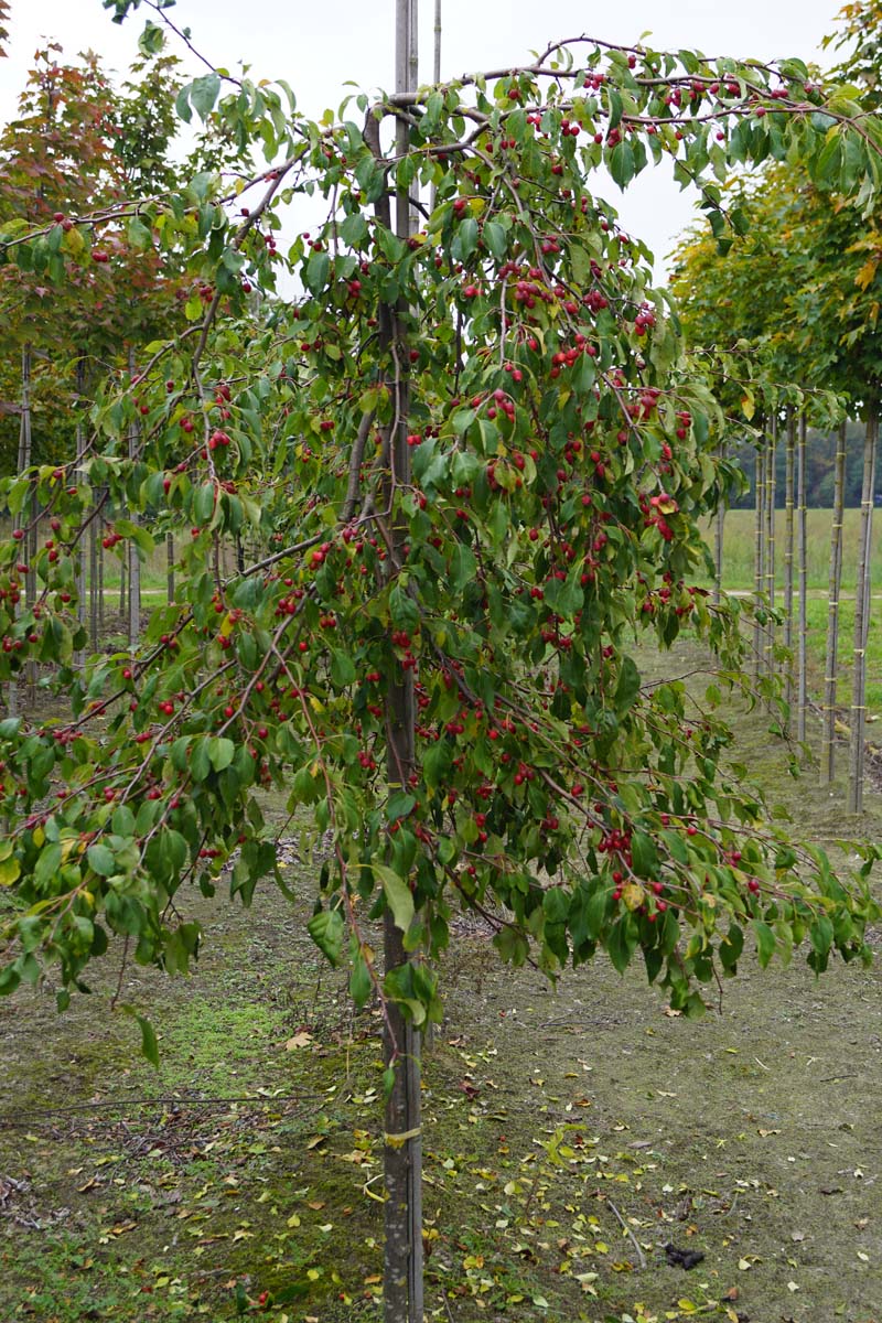 Malus 'Red Jade' meerstammig