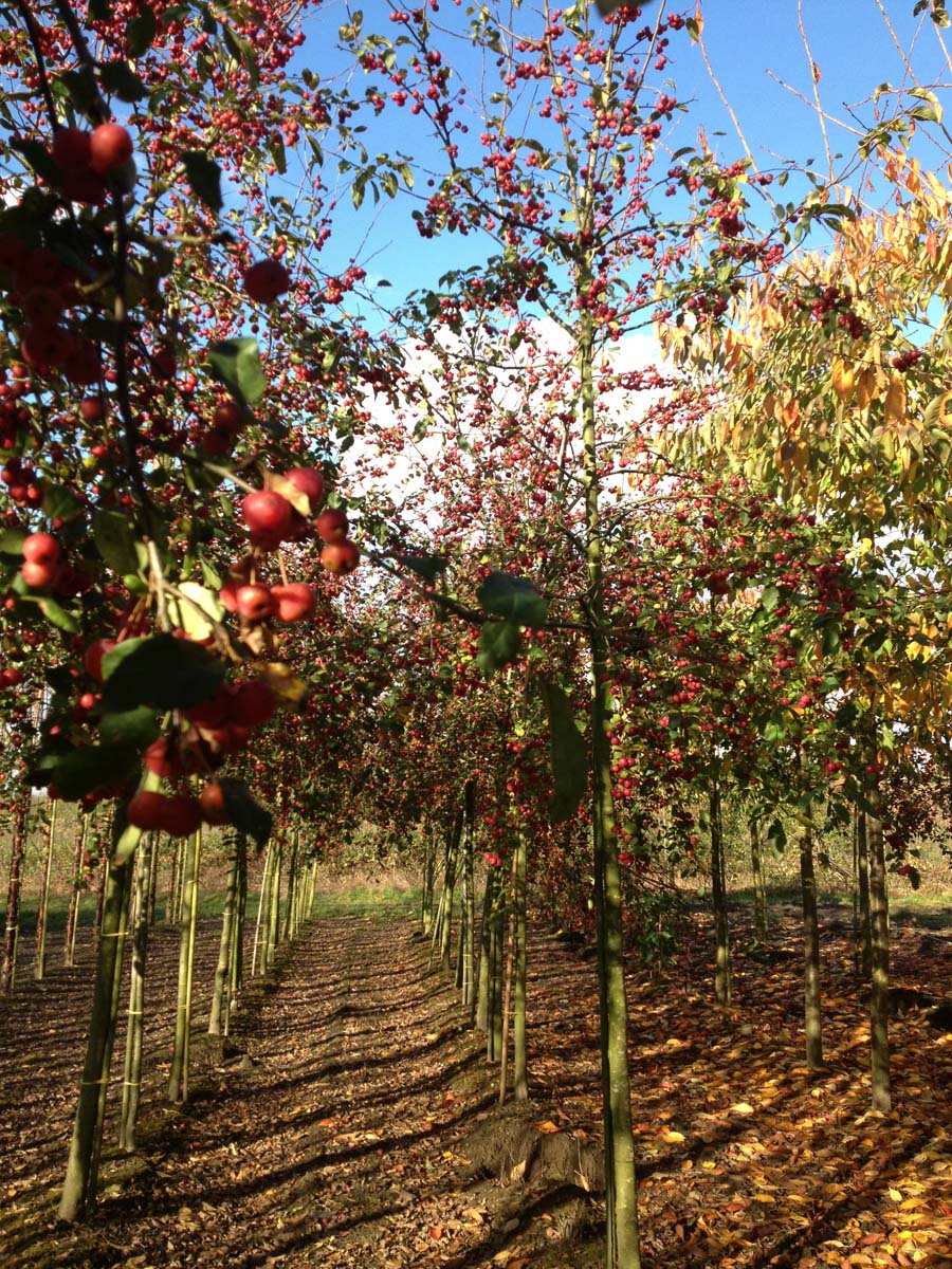 Malus 'Red Sentinel' op stam op stam