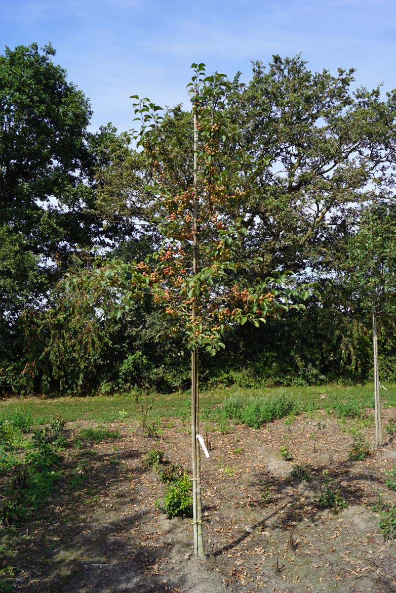 Malus 'Red Sentinel' op stam op stam