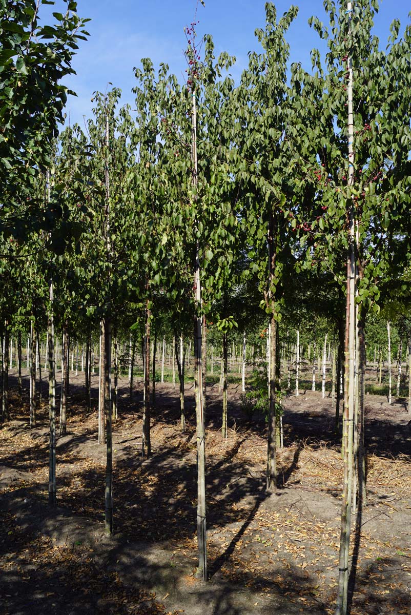 Malus 'Red Sentinel' op stam op stam