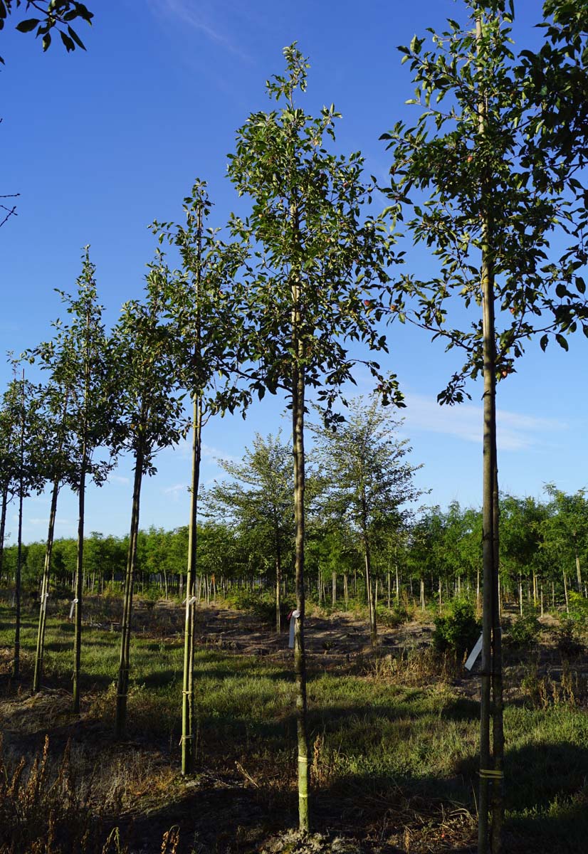 Malus 'Red Sentinel' op stam op stam