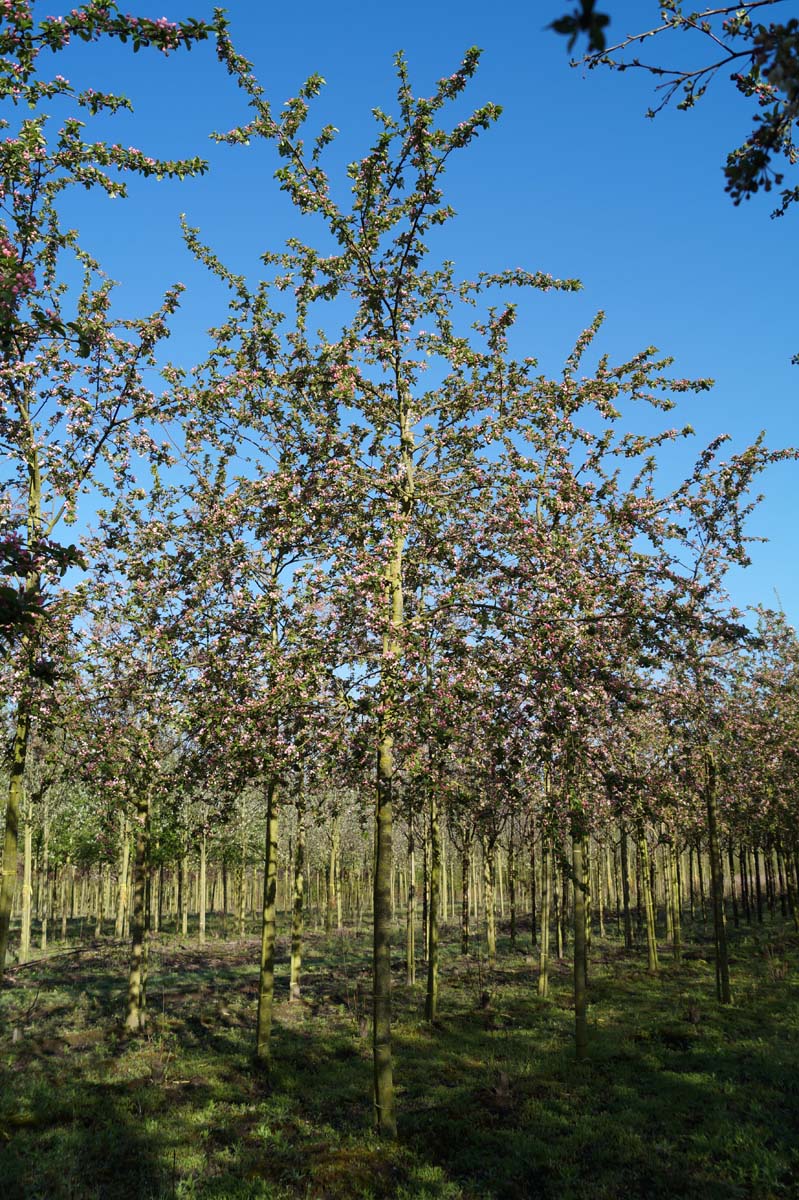 Malus 'Red Sentinel' op stam op stam