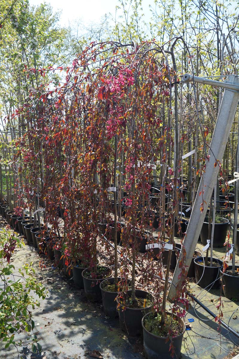 Malus 'Royal Beauty' op stam op stam