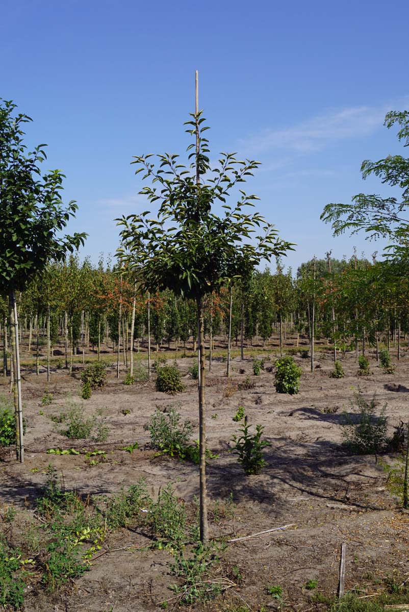 Malus 'Sutyzam' op stam