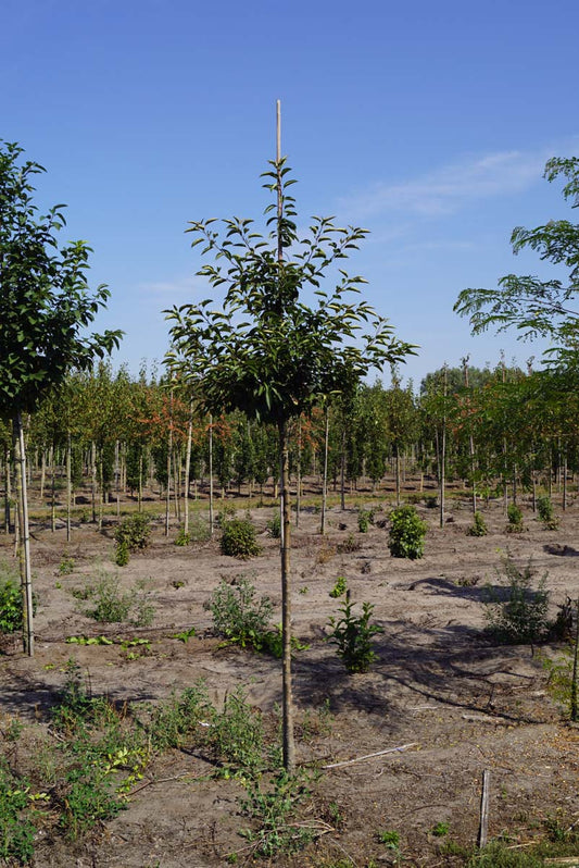 Malus 'Sutyzam' op stam