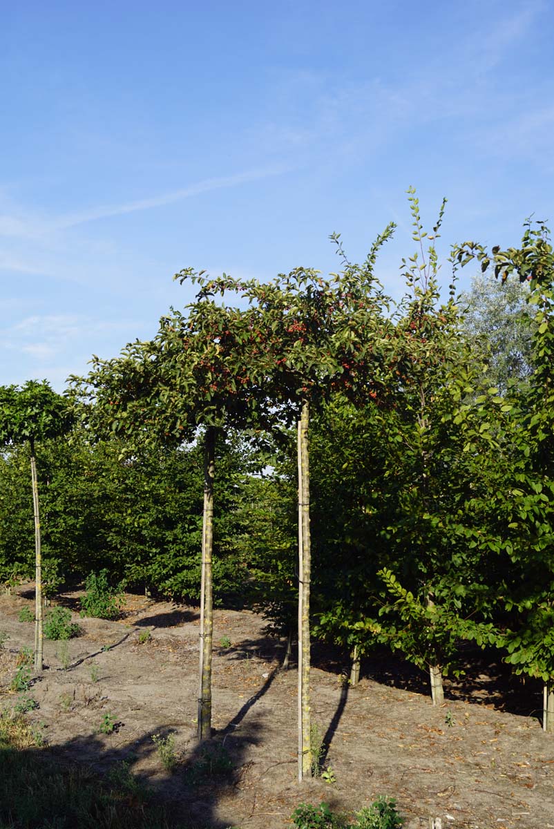 Malus toringo sargentii op stam op stam
