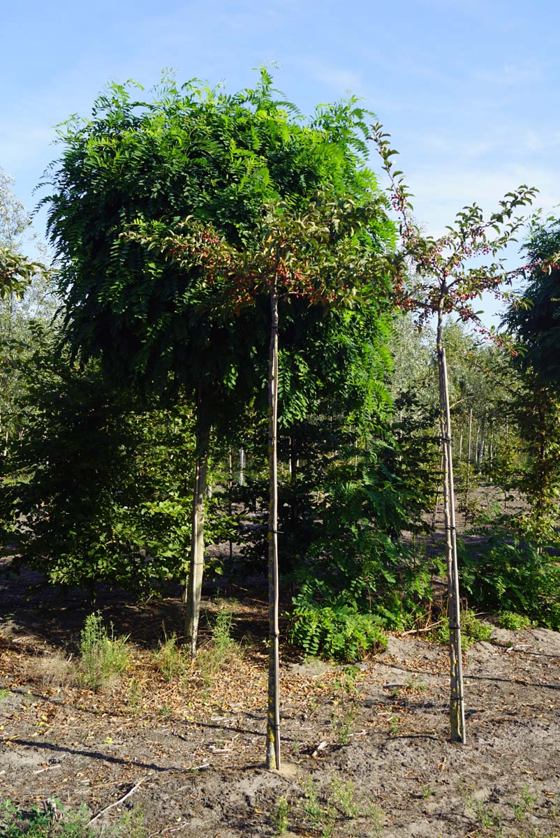 Malus toringo sargentii op stam op stam